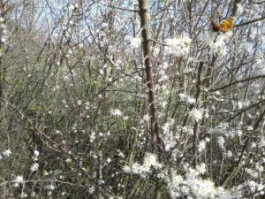 Beregening / irrigatie @ Tuinderij Eykentein