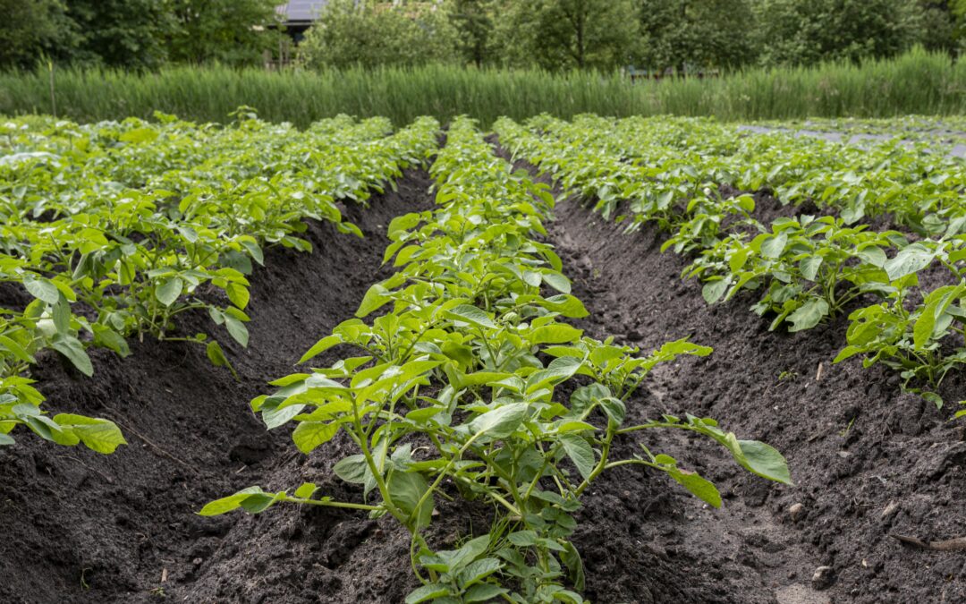 Lobbypunten Federatie van Agro-ecologische Boeren