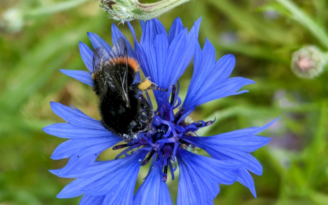 De Federatie van Agro-ecologische Boeren zoekt een bevlogen coördinator voor 8 uur/week